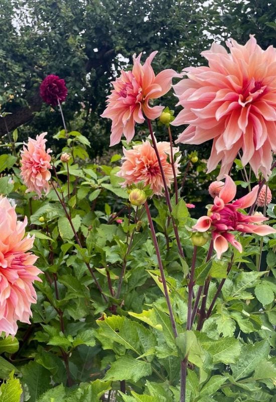 ‘Babylon Bronze’ Dinner Plate Dahlia (Dahlia ‘Babylon Bronze’)