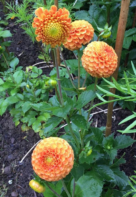 ‘Bantling’ Pompon Dahlia (Dahlia ‘Bantling’)