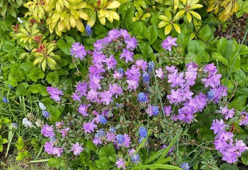 ‘Blue Tit’ Rhododendron (Rhododendron ‘Blue Tit’)