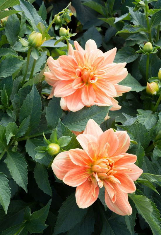 ‘Classic Elise’ Peony Flowered Dahlia (Dahlia ‘Classic Elise’)