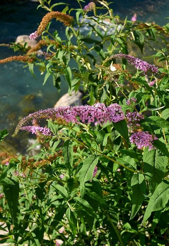 ‘Flutterby Petite Blue Heaven’ Butterfly Bush (Buddleja ‘Flutterby Petite Blue Heaven’)