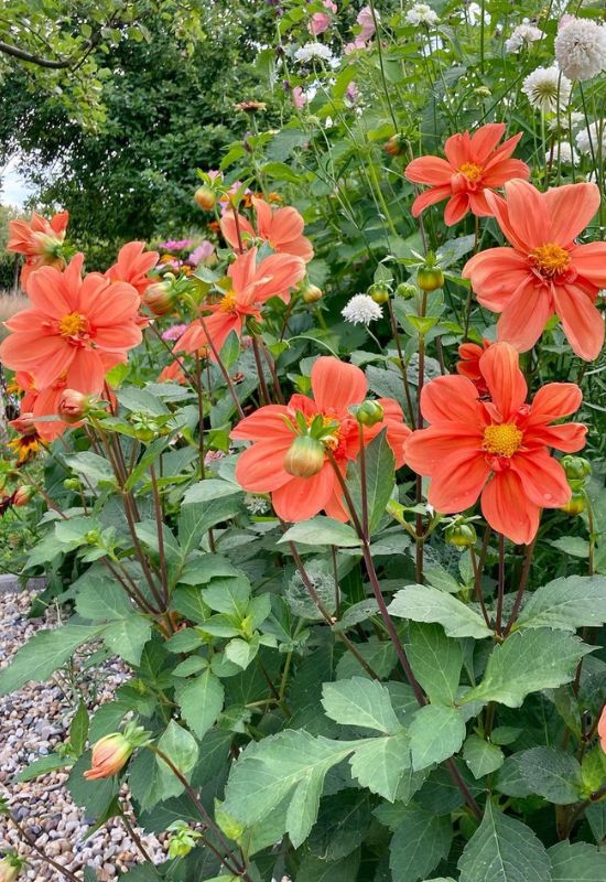 ‘G. F. Hemerik’ Single Mignon Dahlia (Dahlia ‘G. F. Hemerik’)