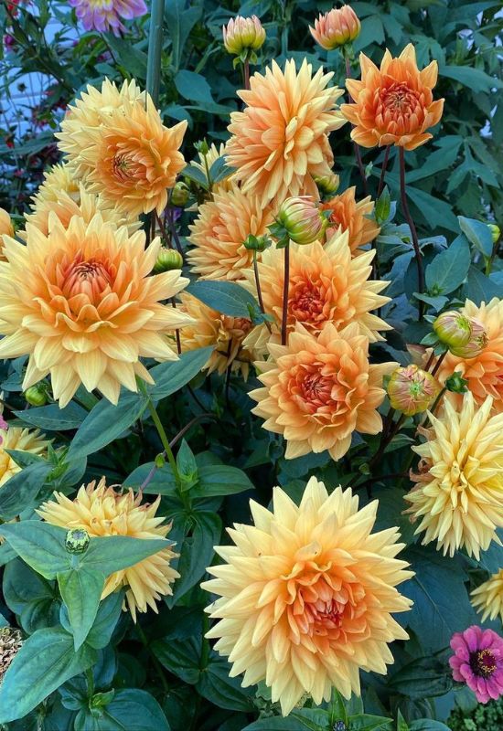 ‘Glorie van Noordwijk’ Decorative Dahlia (Dahlia ‘Glorie van Noordwijk’)