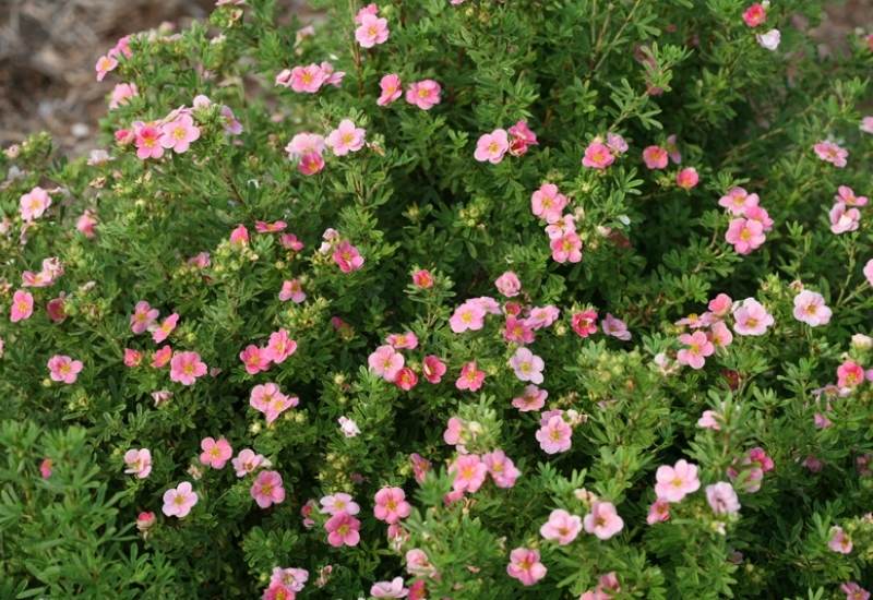 ‘Happy Face Hearts’ Shrubby Cinquefoil (Potentilla fructosa ‘Happy Face Hearts’)