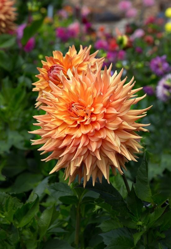 ‘Hart’s Autumn Splendor’ Semi Cactus Dahlia (Dahlia ‘Hart’s Autumn Splendor’)