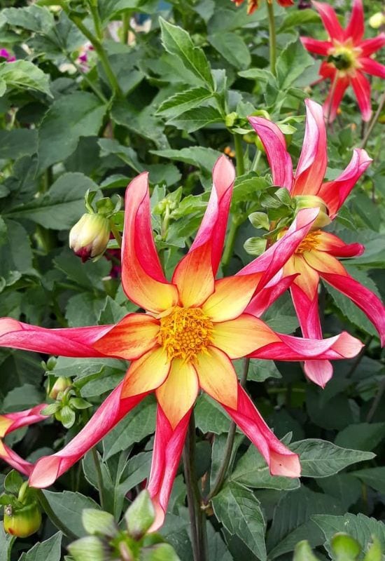 ‘Honka Orange’ Orchid Dahlia (Dahlia ‘Onka Orange’)