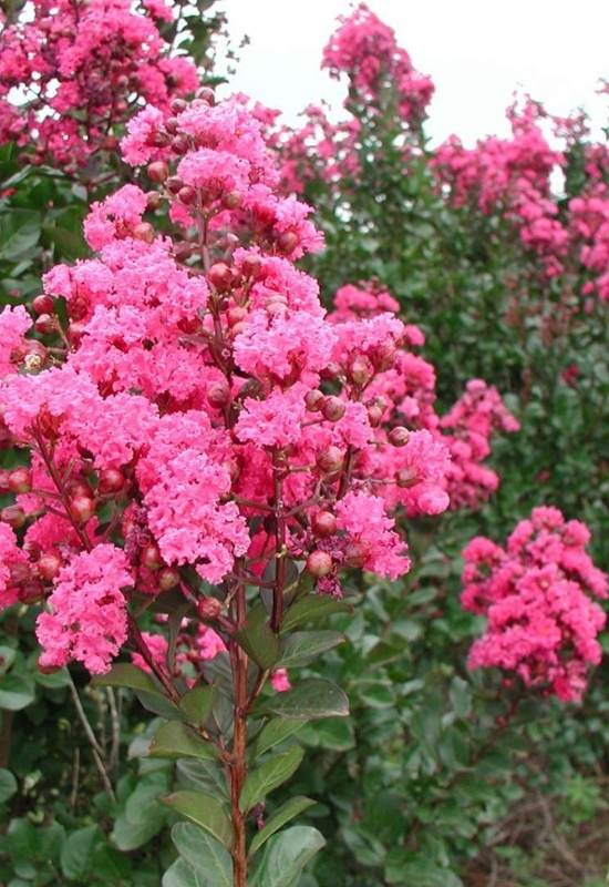 ‘InfiniWatermelon’ Dwarf Crape Myrtle (Lagerstroemia indica ‘Infinity Watermelon’)