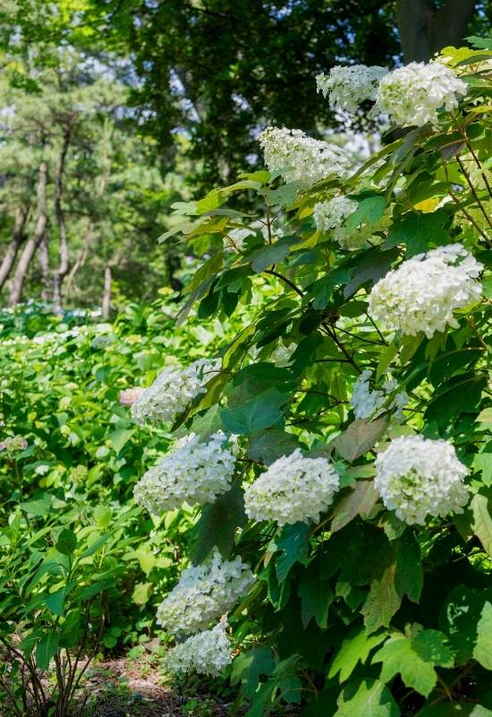 ‘Little Honey’ Oakleaf Hydrangea (Hydrangea quercifolia ‘Little Honey’)