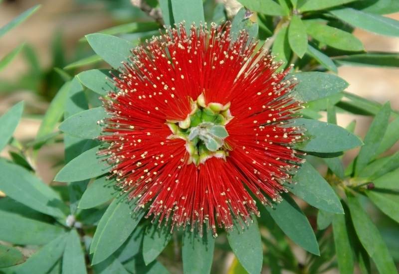 ‘Little John’ Bottlebrush (Callistemon viminalis ‘Little John’)