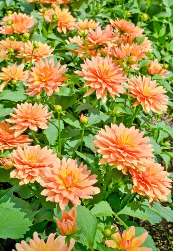 ‘Motto’Dinner PlateDahlia (Dahlia ‘Motto’)