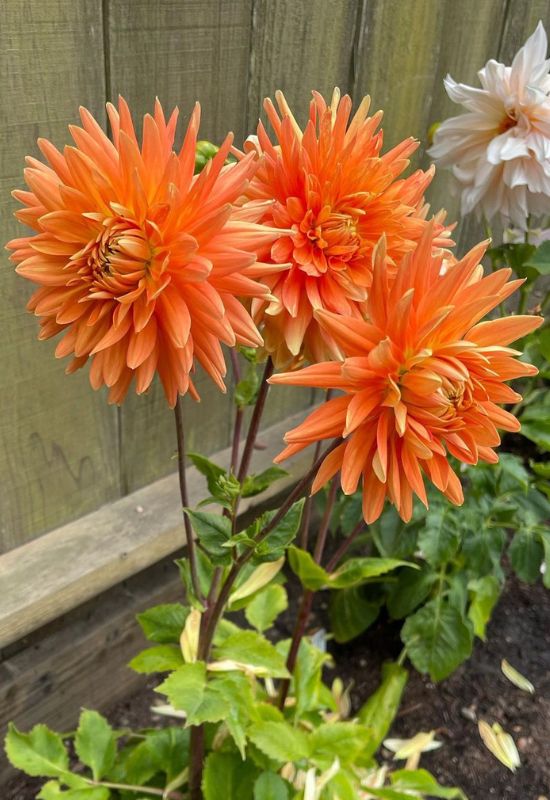 ‘Mrs Eileen’ Decorative Dahlia (Dahlia ‘Mrs Eileen’)