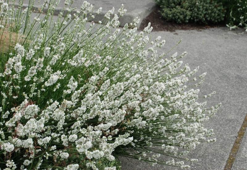 ‘Nana Alba’ English Lavender (Lavandula angustifolia ‘Nana Alba’)