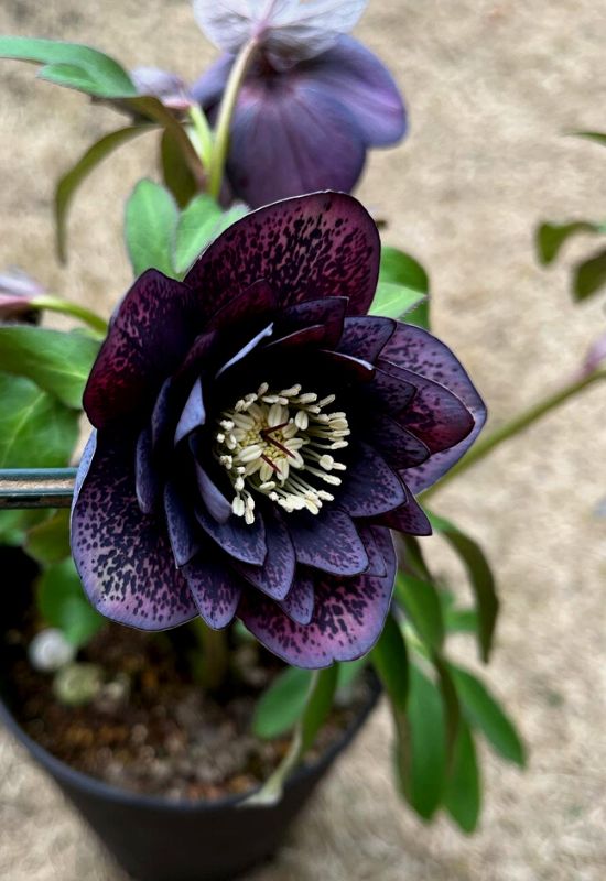 ‘New York Night’ and ‘Midnight Ruffles’ Hellebores (Helleborus ‘New York Night’ and Helleborus ‘Midnight Ruffles’)