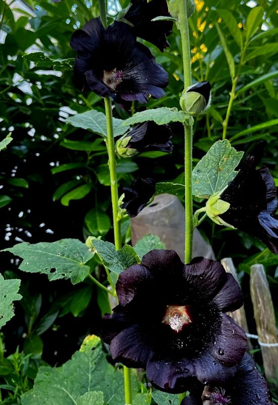 ‘Nigra’ Hollyhock (Alcea rosea ‘Nigra’)