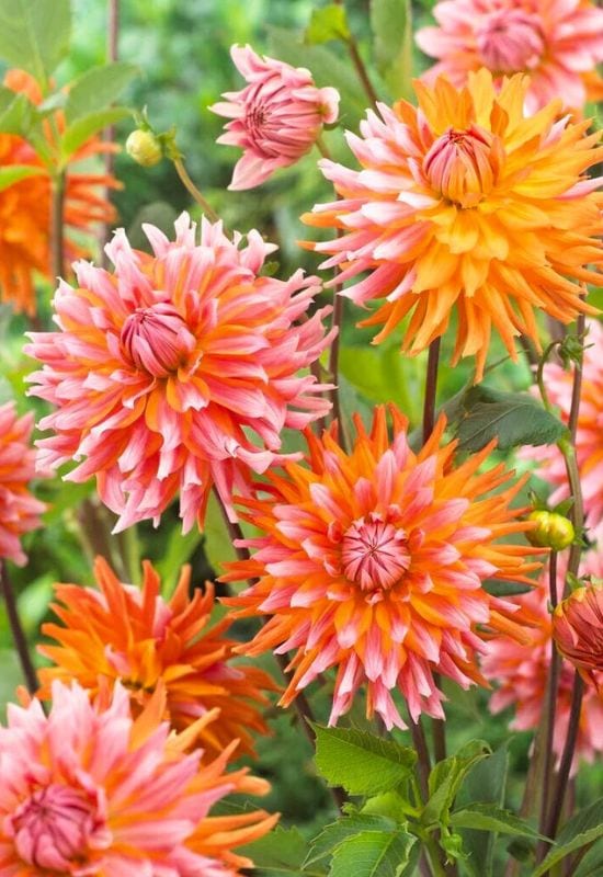 ‘Orange Turmoil’ Cactus Dahlia (Dahlia ‘Orange Turmoil’)