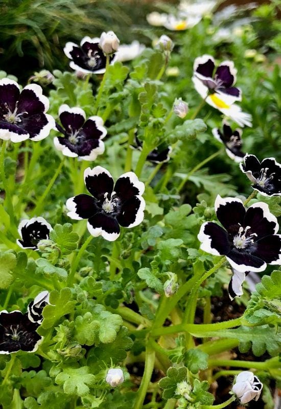 ‘Penny Black’ Baby Blue Eyes (Nemophila menziesii ‘Penny Black’)