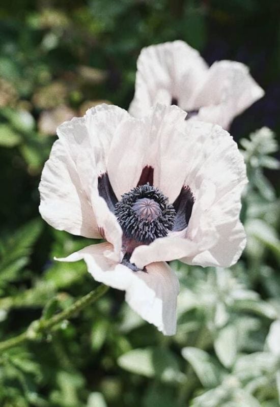 ‘Royal Wedding’ Oriental Poppy (Papaver orientale ‘Royal Wedding’)