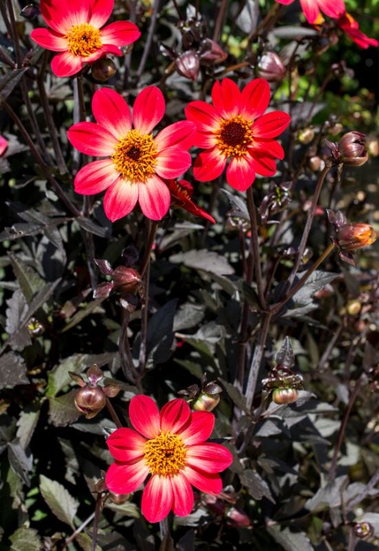 ‘Scura’ Single Mignon Dahlia (Dahlia ‘Scura’)