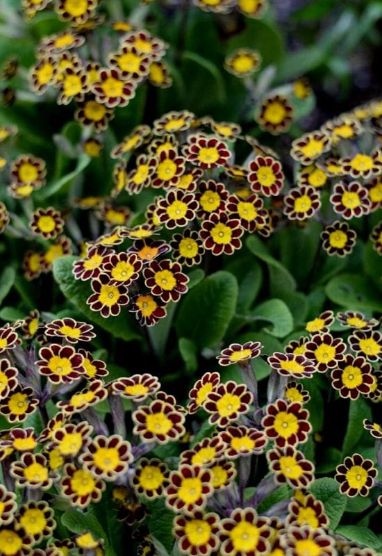 ‘Silver Lace Black’ Polyanthus Primrose (Primuala elatior ‘Silver Lace Black’)