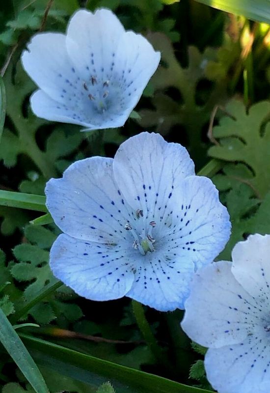 ‘Snowstorm’ Baby Blue Eyes (Nemophila menziesii var. atomaria ‘Snowstorm’)