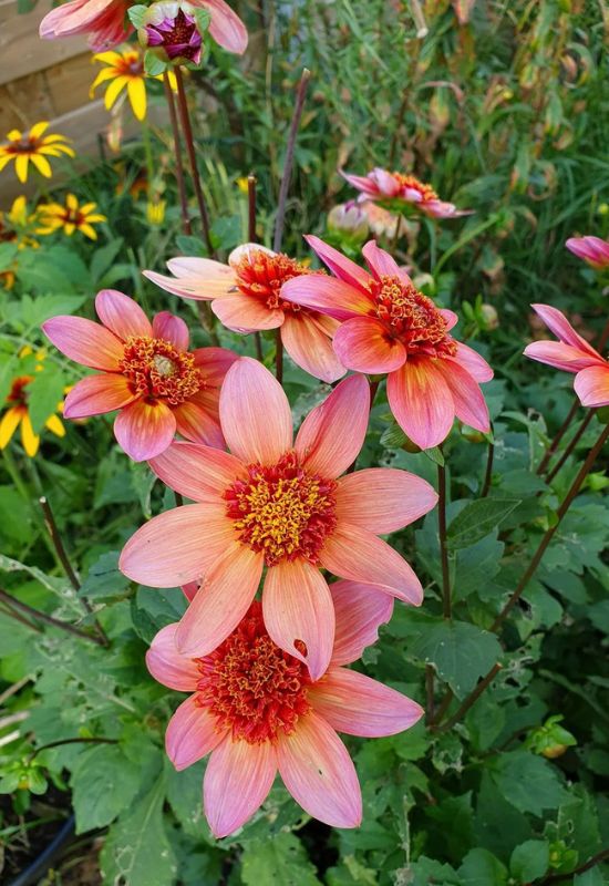 ‘Totally Tangerine’ Anemone Flowered Dahlia (Dahlia ‘Totally Tangerine’)