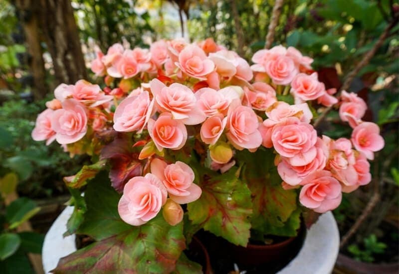 ⦁ Begonia (Begonia spp.)