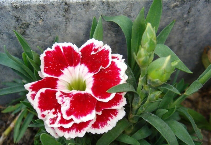 ⦁ Carnation (Dianthus spp.)