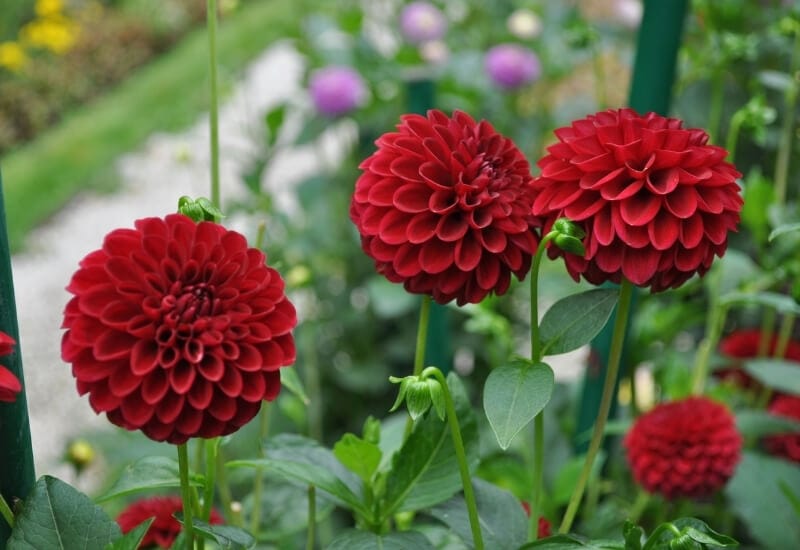 ⦁ Dahlia (Dahlia spp.)