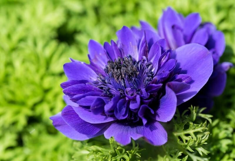 ⦁ Double Anemone (Anemone coronaria)