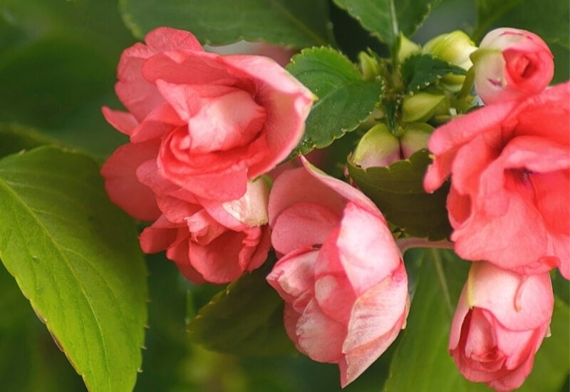 ⦁ Double Impatiens (Impatiens spp.)