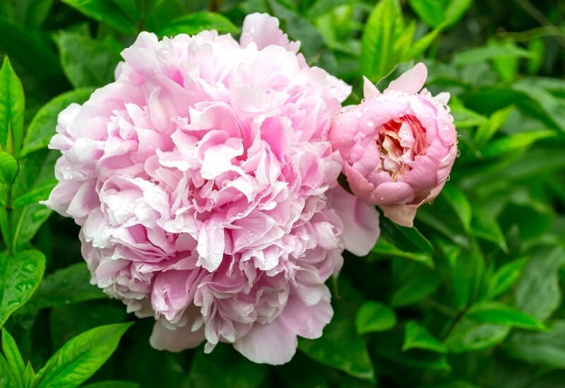 ⦁ Peonies (Paeonia spp.)