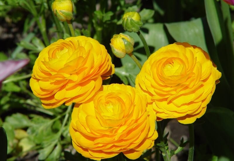 Of all the rose looking flowers, ranunculus has the “old world” pompon shaped rose look. The petals of ranunculus are also plenty and thick, giving you that “old world” look you get from rose varieties like ‘Pomponella’ or ‘Pompon Flower Circus’. These are shapes that look perfect in traditional looking and informal gardens. Cottage gardens, naturalistic settings and romantic flower beds and hedges are perfect for ranunculus. They are fairly short plants, though, so you cannot use them to recreate the shrub presence of roses. On other hand, they offer a wide range of colors to choose from. There are varieties of all colors, white, yellow, orange, pink, purple and even blue. Usually these are very vibrant colors, but some varieties have more delicate ones, like peach and apricot, perfect for romance.