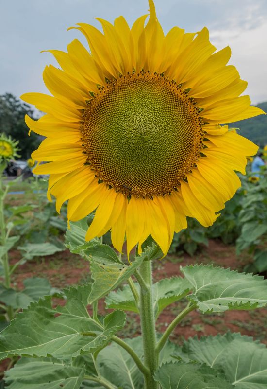 12 Dwarf Sunflower Varieties That Are Perfect for Small Spaces 1