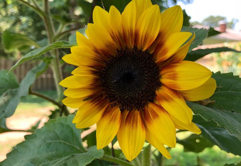 Firecracker sunflower