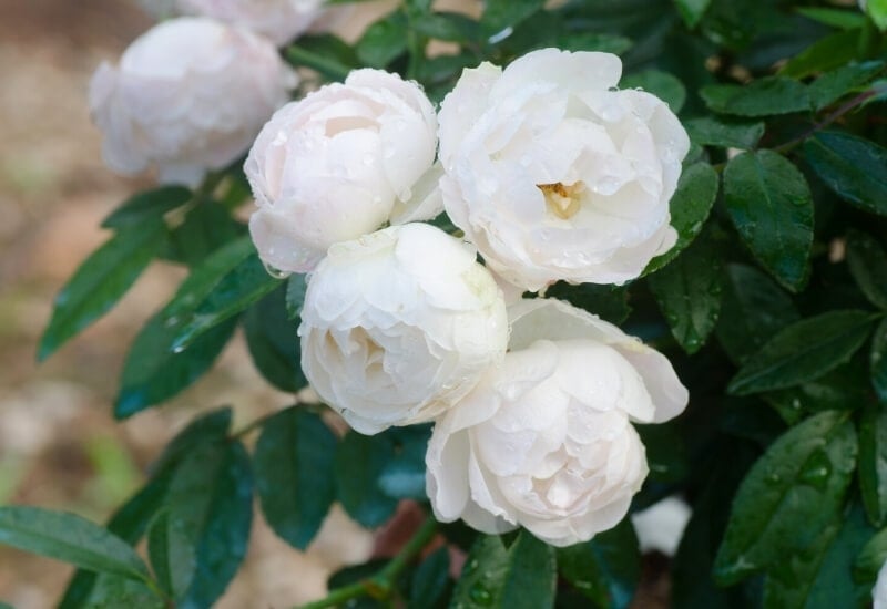 Floribunda Roses