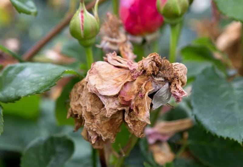 What to Do with Flower Balling on Your Container Roses