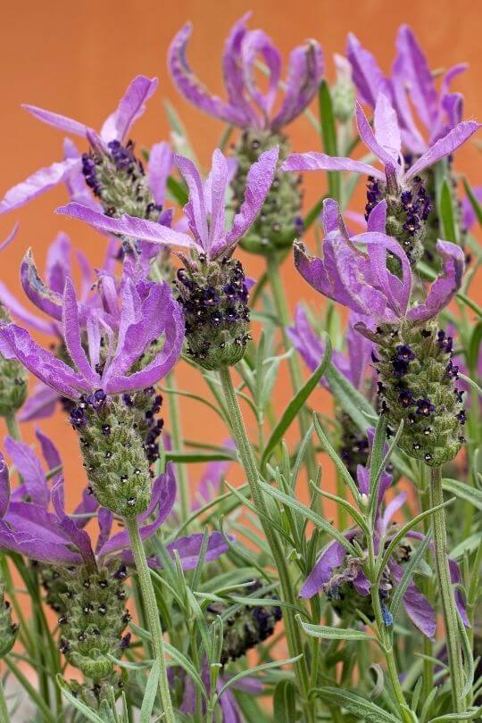 French Lavender Anouk Lavandula stoechas Anouk