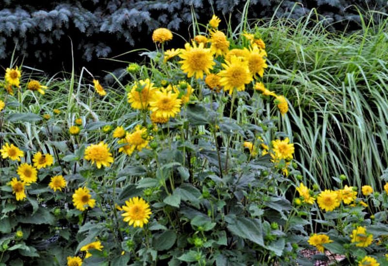 Happy Days’ Sunflower