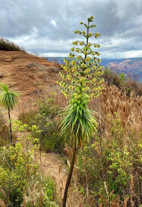 15 Most Picturesque Hawaiian Flowers That Capture the Essence of the Islands 11