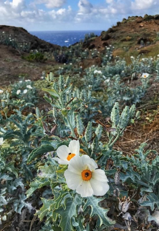 15 Most Picturesque Hawaiian Flowers That Capture the Essence of the Islands 8