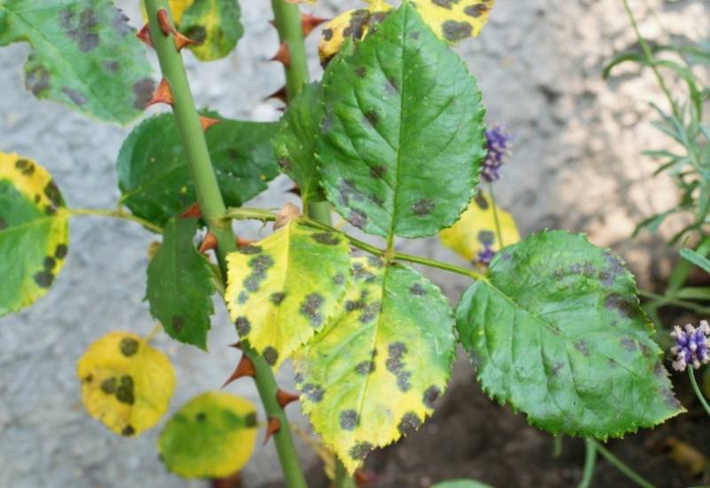 How to Get Rid of Black Leaf Spot on Your Container Roses