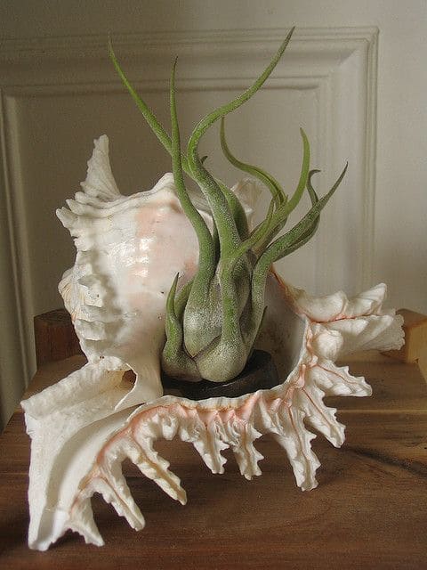 17 DIY Seashell Planter Ideas - 67