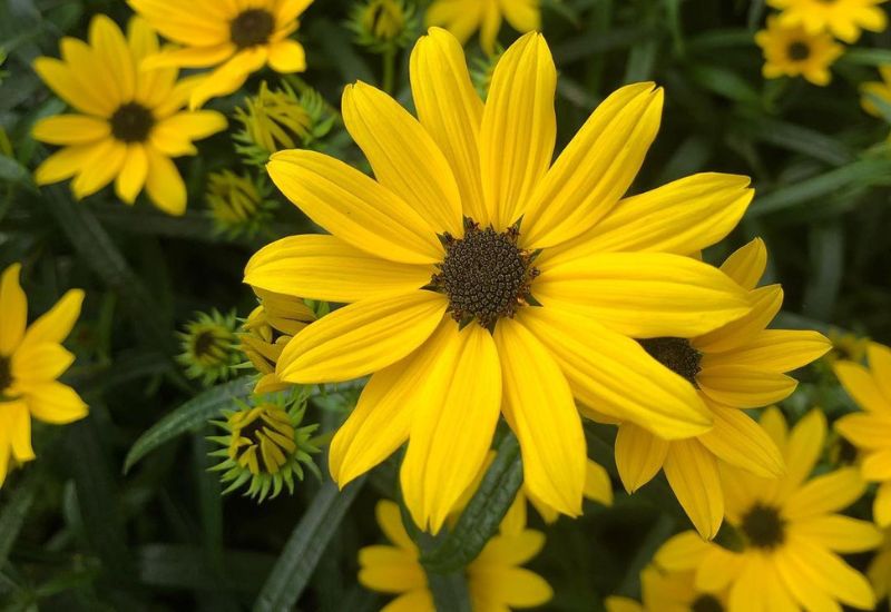 Low Down willow leaved sunflower