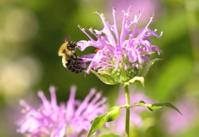 Monarda