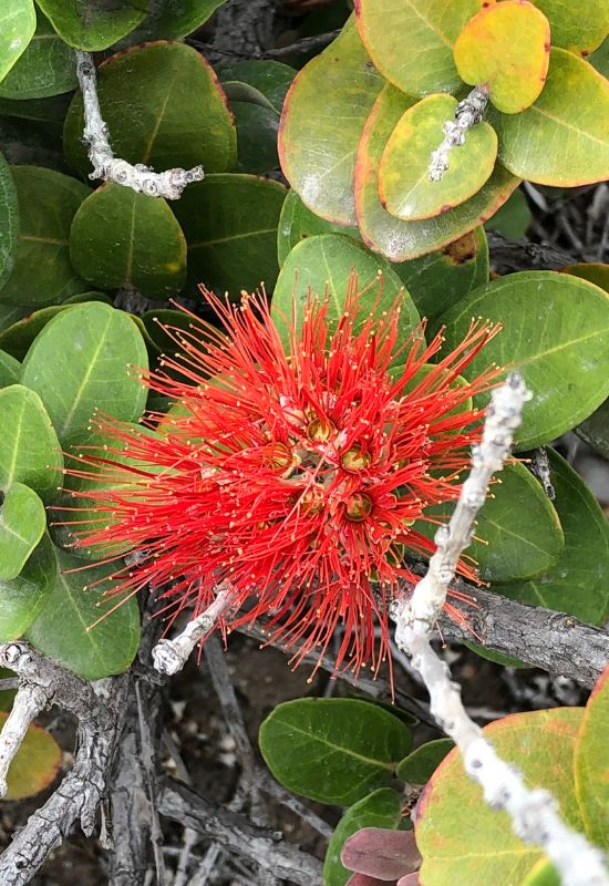 15 Most Picturesque Hawaiian Flowers That Capture the Essence of the Islands 12