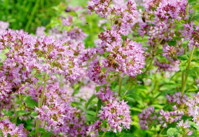 Oregano flowers