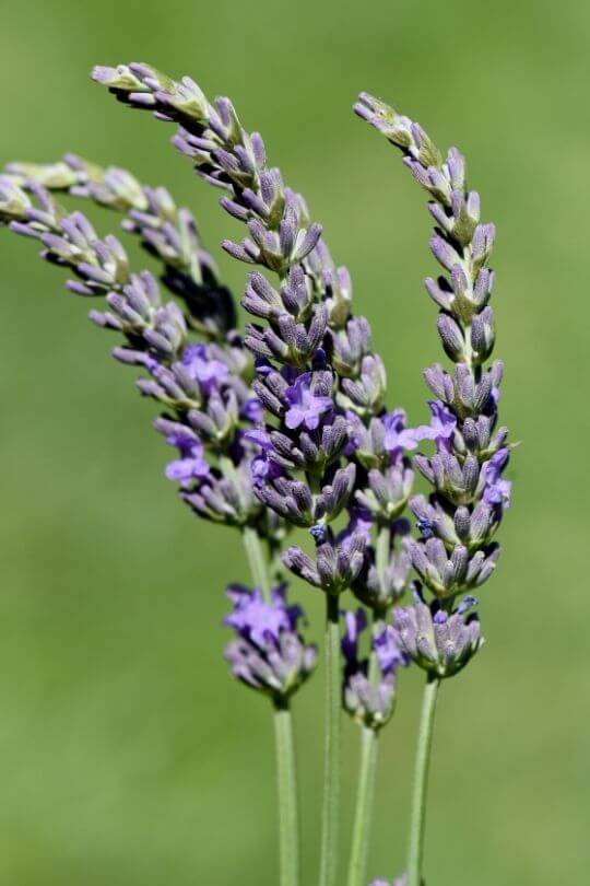 Portuguese Lavender Lavandula latifolia