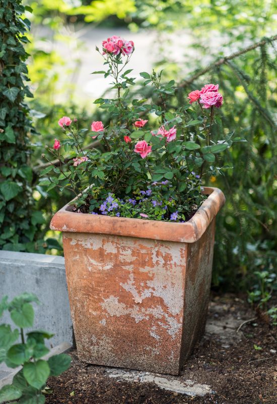 Protect Your Container Rose