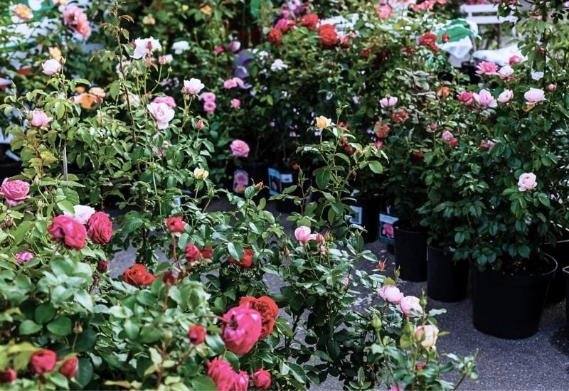 Research Your Rose Variety Before You Buy It 