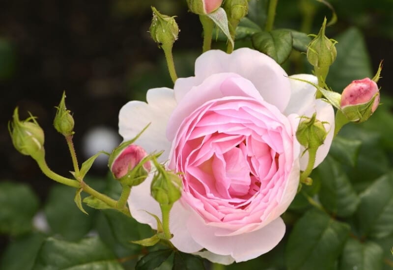 Rosa 'Ausland' SCEPTER'D ISLE (David Austinrose)